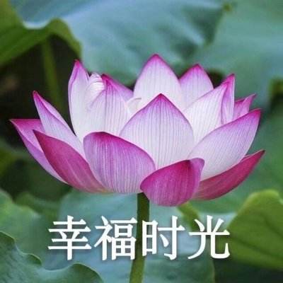 王者农药游戏下载